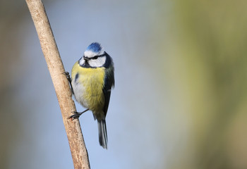 Fototapeta premium Mésange bleue Parus caeruleus 