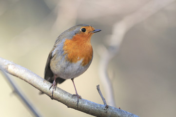rouge gorge Erithacus rubecula rouge-gorge rougegorge
