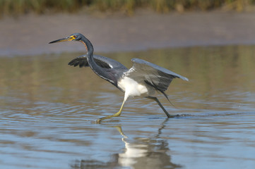Little Blue Heron