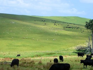 Weide auf der Nordinsel