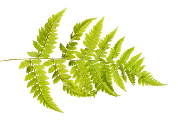 fern isolated on white background © Elena Butinova