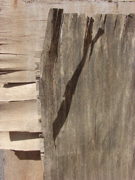 ombre de bois