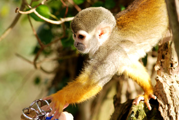 Fototapeta premium Howler monkey
