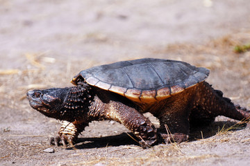 Turtle On-the-Move