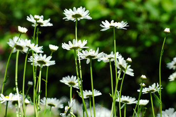 Frühling Bumenwiese
