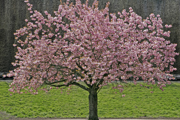 Prunus, Japanischer Kirschbaum, Japanische Zierkirsche