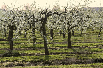 blossom apple orchards vale of evesham worcestershire