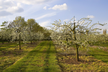 blossom apple orchards vale of evesham worcestershire