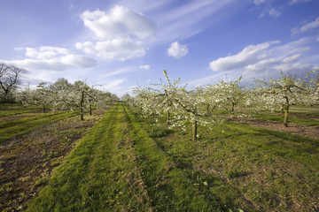 Obraz premium blossom apple orchards vale of evesham worcestershire