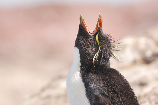 gorfou sauteur roi surf up pingouin manchot