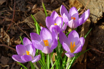 Fototapeta premium Krokus 14