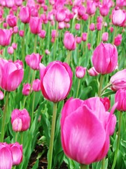 Fototapeta premium Spring Flowers