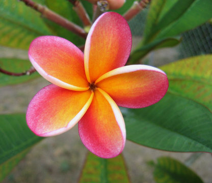 Plumeria