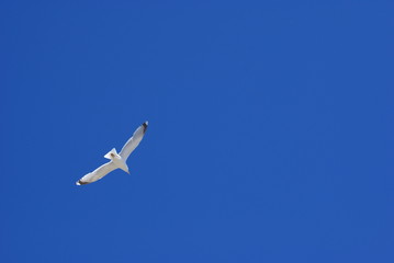 Gull