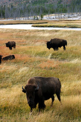 Buffalo Grazing in Field