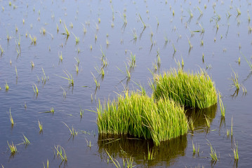 Paddy plantation, new crop