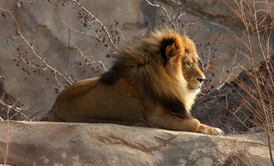Obraz premium Male lion