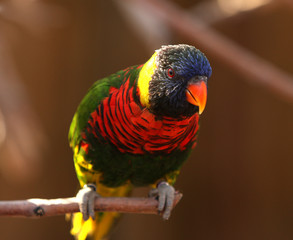 colorful bird on branch