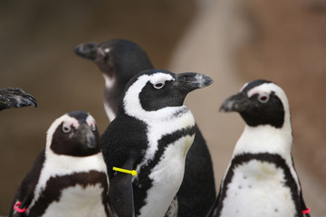 Penguins with tags on their wings