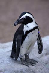 Fototapeta premium Small penguin on a rock