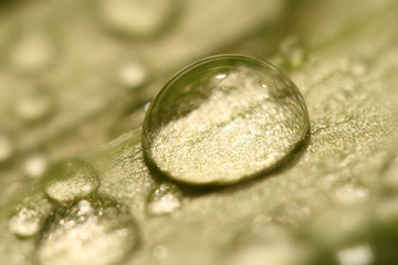 macro waterdrop on blossom white flower