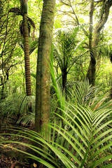 Fototapeta premium Tropical forest