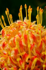 Pincushion Protea