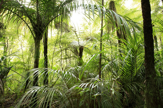 Fototapeta Tropical forest jungle