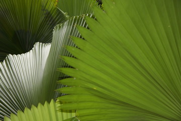 Singapore 171 © Siegfried Schnepf