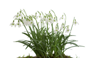 Snowdrops on a white background.