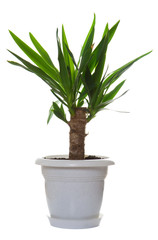 Palm plant in the flowerpot isolated on white