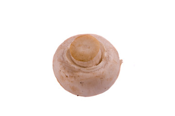 Isolated Button Mushroom - upside down