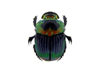 Scarab.