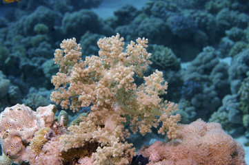 Naklejka na ściany i meble Red Sea coral