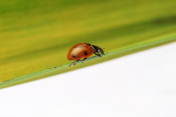 ladybug on leaf