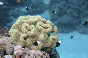 Red Sea coral