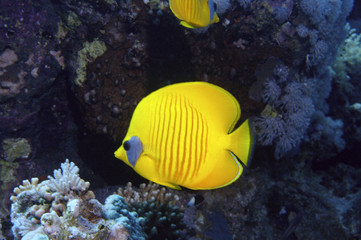 Red Sea underwater life