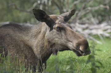 Fototapeta premium Elch im Freien mit Wiese