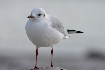 Lachmöwe