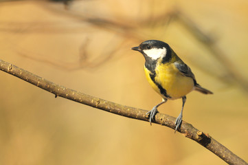 Mésange charbonnière Parus major