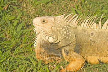 Giant Iguana