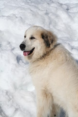 chien anti loups - patou ou montagne des pyrénées