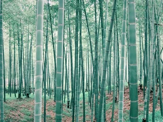 Türaufkleber Bambus Bambuswald