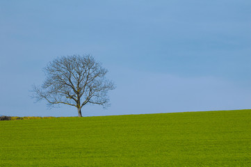 Fototapeta na wymiar arbre dans un champs
