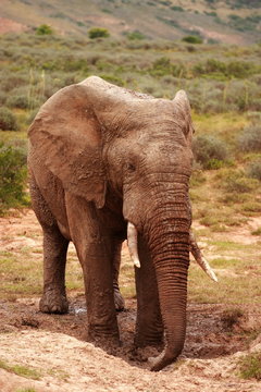 Elephant Bull (Loxodonta africana) at a mudhole