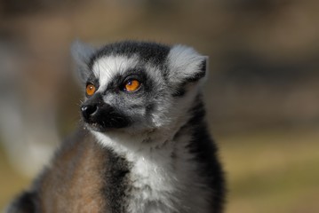 Naklejka na ściany i meble lémurien Madagaskar