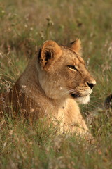 Obraz na płótnie Canvas Młody Lew (Panthera leo)