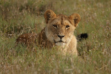 Young Lion (Panthera  leo)