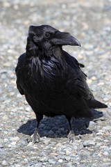 GRAND CORBEAU ( CORVUS CORAX ).