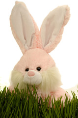 Easter bunny hiding in green grass, with a white background.